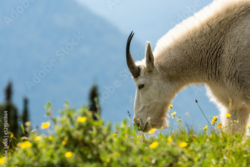 Mountain goat in flowers on scenic mountain side. 