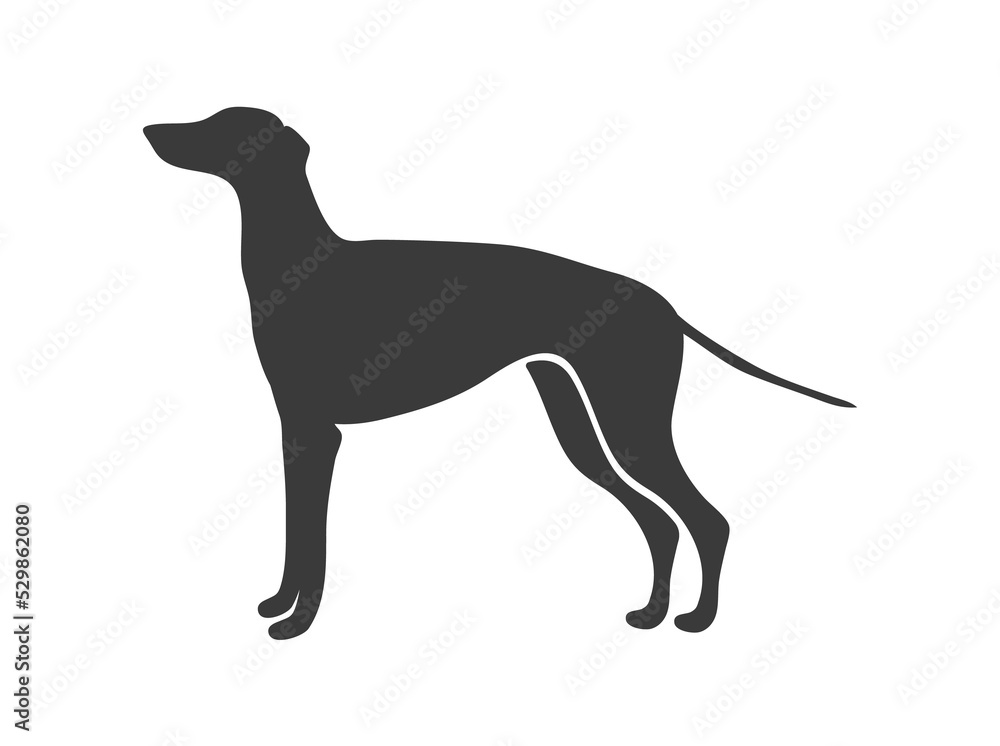 Greyhound silhouette. English big happy dog, vector icon