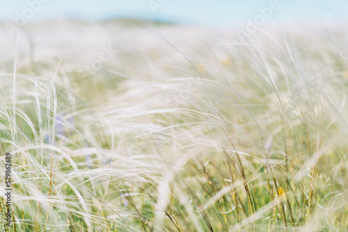 A field of feather grass sways in the wind close-up.