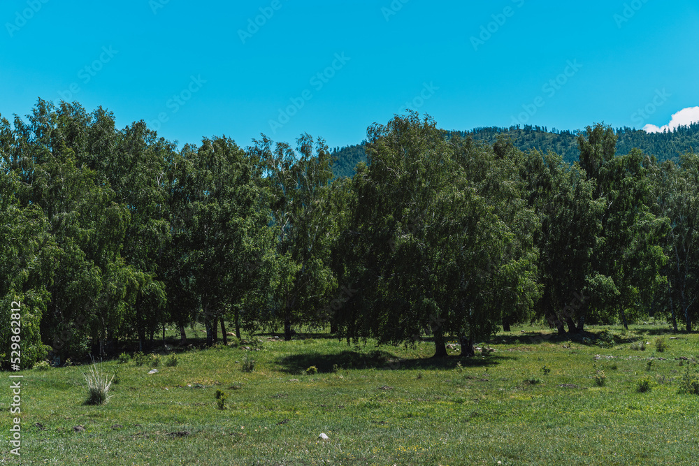 Birch forest among the green field. Birch forest among the green field.
