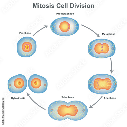 Mitosis cell division in biology vector illustration photo