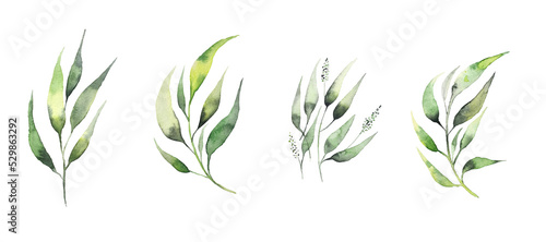 Set of watercolor design elements  branches  leaves  eucalyptus  painted in watercolor  botanical illustration isolated on transparent background. 