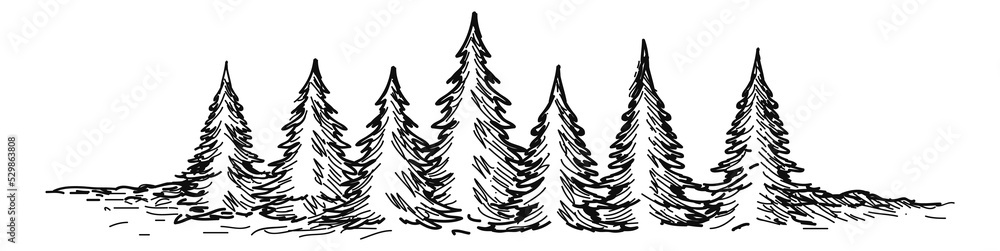 Obraz premium Conifer forest. Wild fir trees. Natural landscape