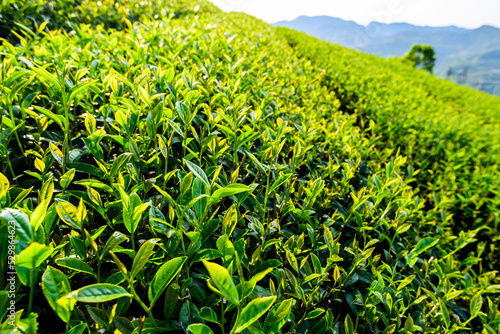 Close-up of tea plantation on the mountaintop.