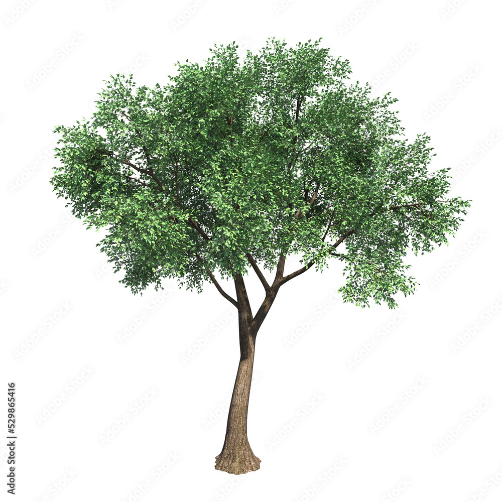 Obraz premium deciduous tree, isolate on a transparent background, 3d render