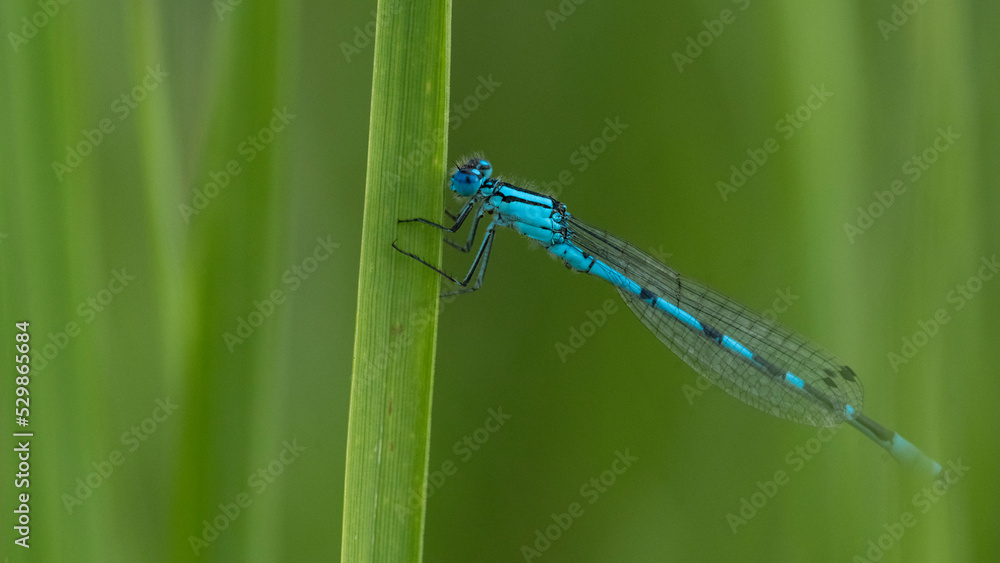 The dragonfly sat on a blade of grass The dragonfly sat on a blade of grass