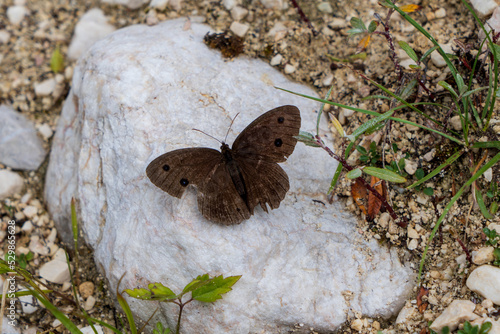 Tableau sur toile Picture of an adult dryad or minois dryas butterfly on a white rock in Bohinj, S
