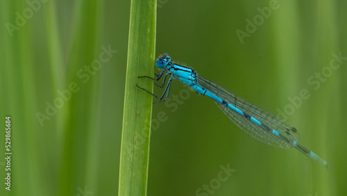 The dragonfly sat on a blade of grass