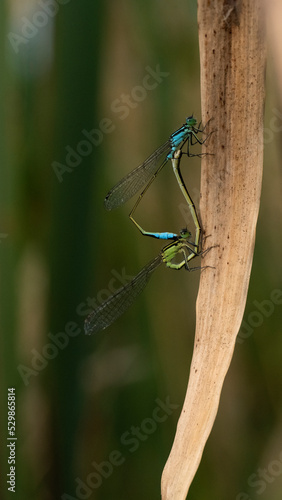 Dragonflies are copulating on a dried leaf.