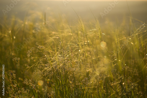 Plants on the meadow © lijphoto