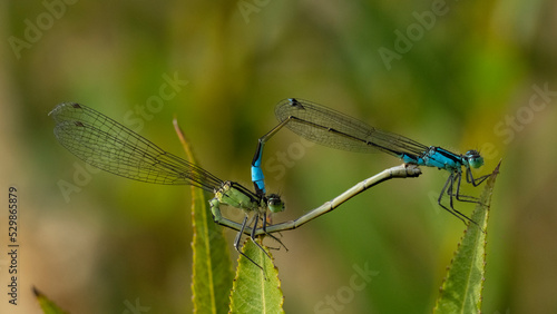 Dragonflies are copulating on a leaves.