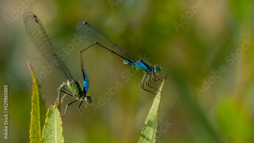 Dragonflies are copulating on a leaves.