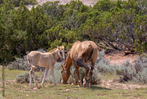  Wild Horse Mare and Foal in Montana in Summer