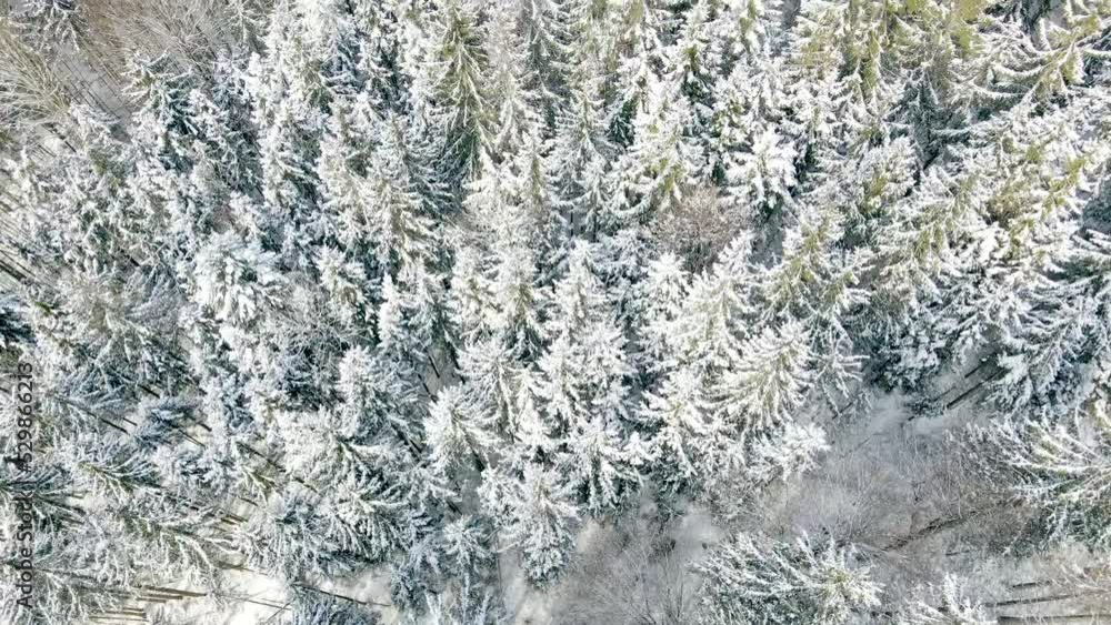 Pine, fir, spruce forest in mountains from above. Winter snowy landscape, Alps, Germany. Aerial drone video. Pine, fir, spruce forest in mountains from above. Winter snowy landscape, Alps, Germany. Aerial drone video.