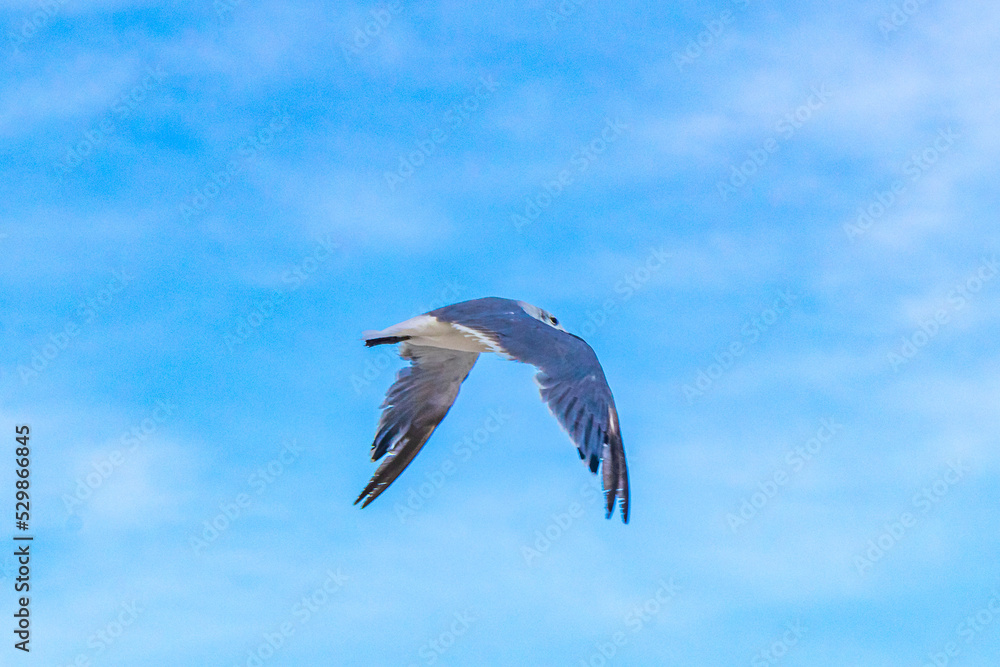Fototapeta premium Flying seagull bird with blue sky background clouds in Mexico.