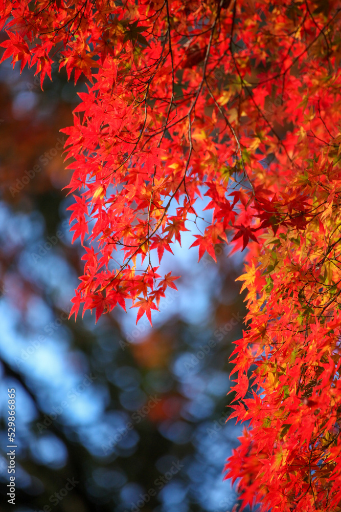 糺の森の紅葉 糺の森の紅葉