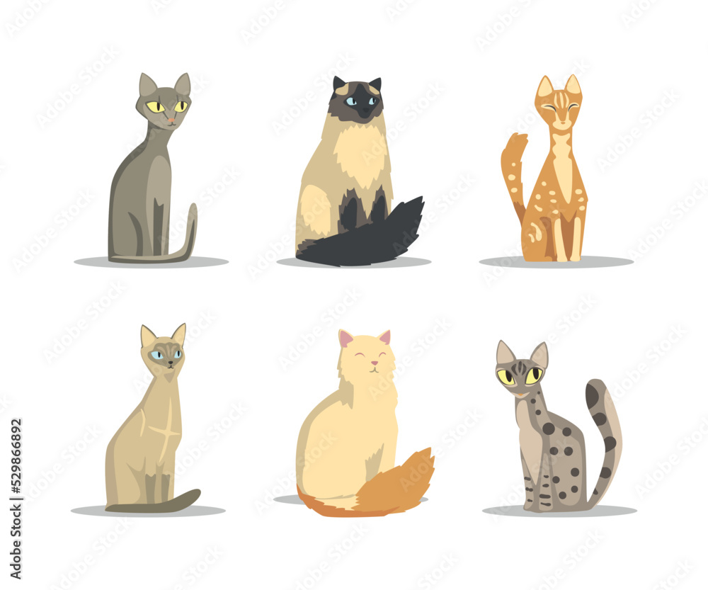 Fluffy Purebred Cat with Tail and Cute Snout in Sitting Pose Vector Set
