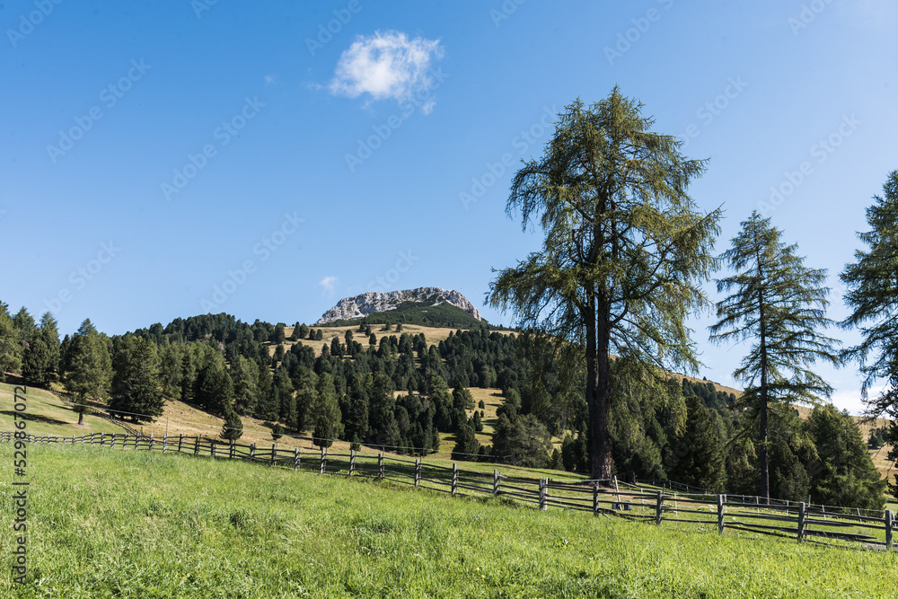 Weißhorn mit Wald und Weiden , Südtirol
