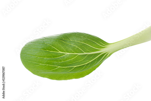 close up of mustard greens isolated on white background