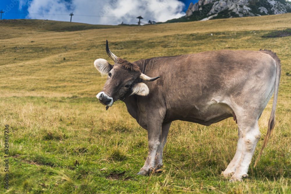 Kuh, Braunvieh auf Alm in Südtirol