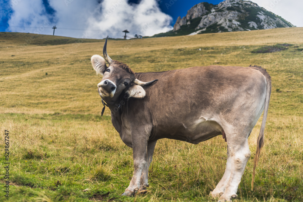 Kuh, Braunvieh auf Alm in Südtirol Kuh, Braunvieh auf Alm in Südtirol