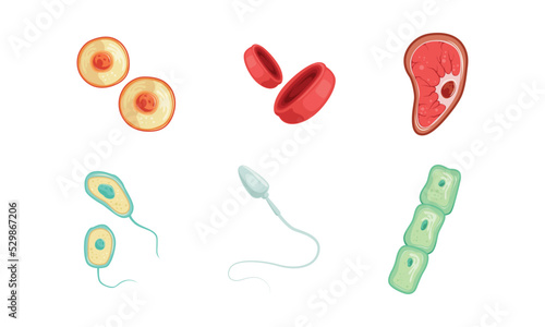 Human Cells as Structural Body Unit with Cytoplasm and Membrane Vector Set