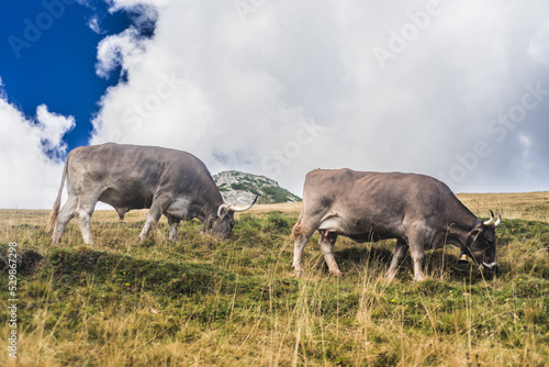Fototapeta Naklejka Na Ścianę i Meble -  Kuh, Braunvieh auf Alm in Südtirol
