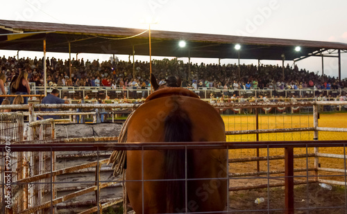 rodeo horse