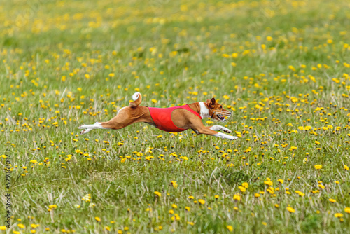 Basenji dog flying moment of running across the field on lure coursing competition
