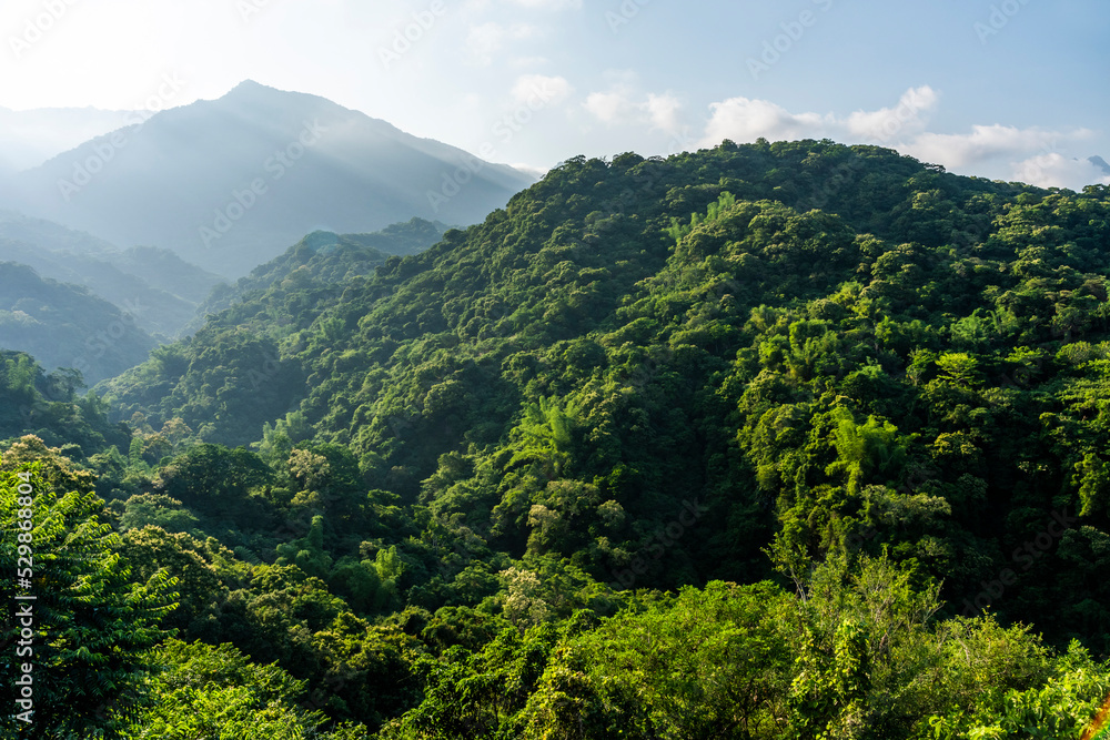 Fototapeta premium Beautiful green forest in the mountains with the blue sky background