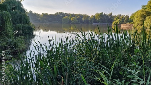 lake and grass