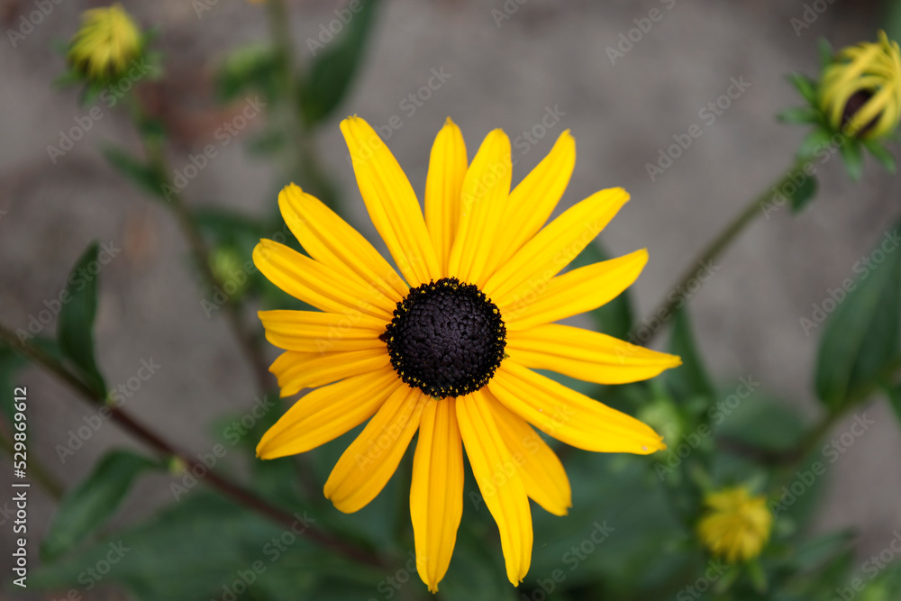 Rudbeckia yellow with black flowerhead Rudbeckia yellow with black flowerhead