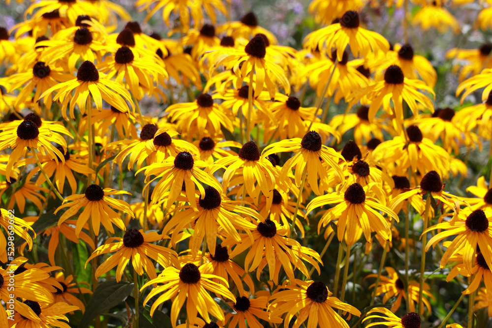 Rudbeckia yellow with black flowerhead Rudbeckia yellow with black flowerhead