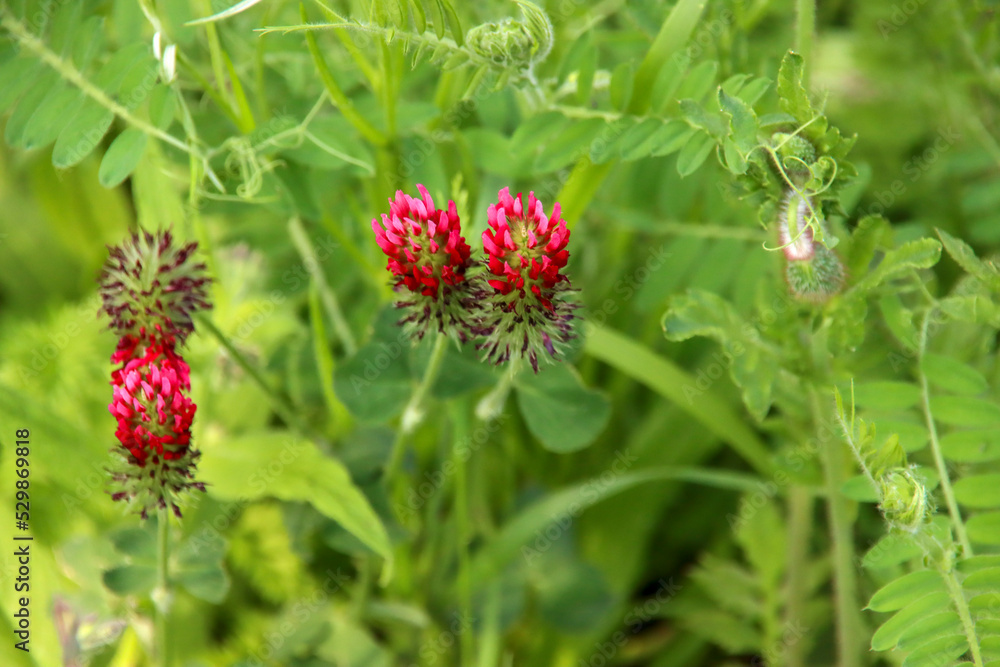 Red clover as a wild weed in a park Red clover as a wild weed in a park
