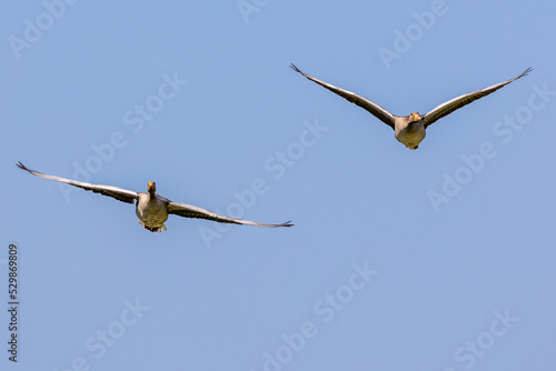 The flying greylag goose, Anser anser is a species of large goose