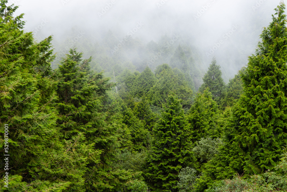 Misty foggy forest mountain landscape