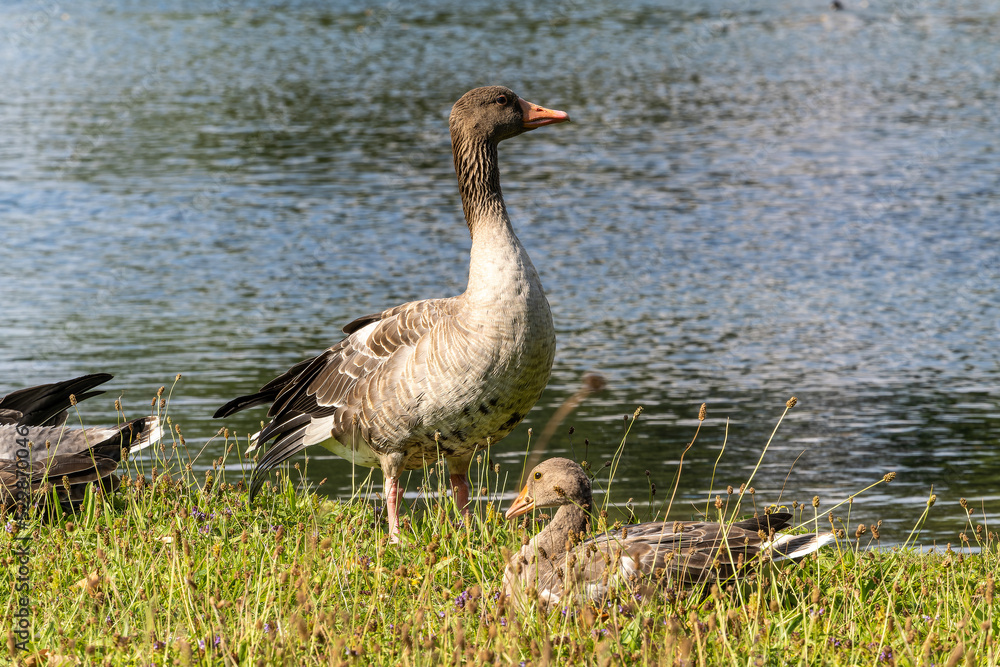 The greylag goose, Anser anser is a species of large goose The greylag goose, Anser anser is a species of large goose