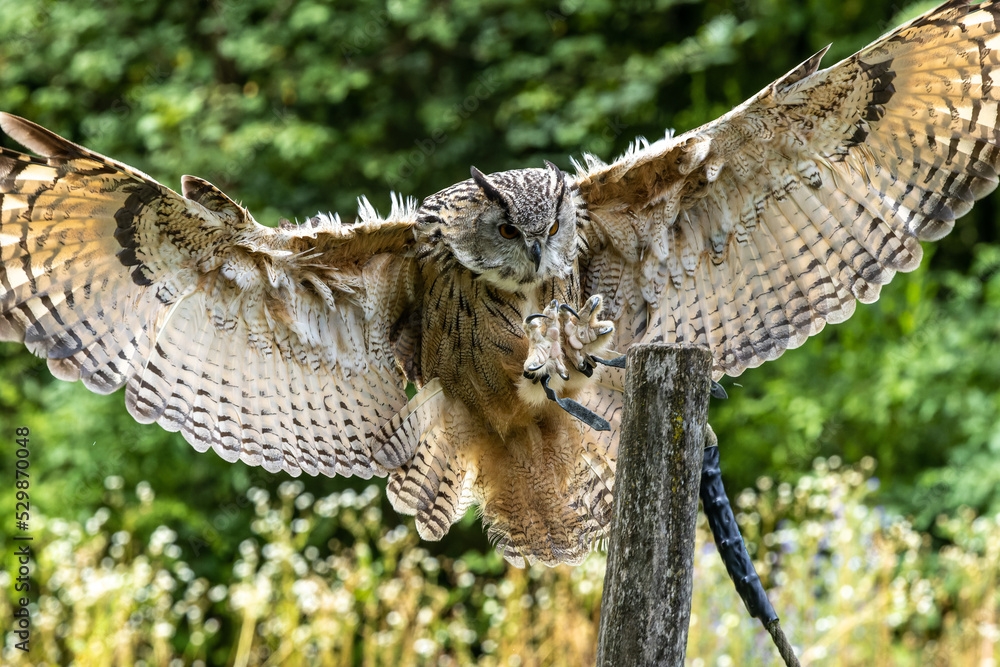 Siberian eagle owl, bubo bubo sibiricus. The biggest owl in the world