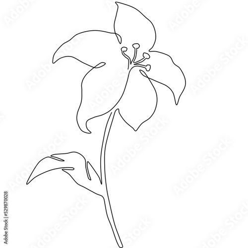 Tapety artystyczne lily flower
