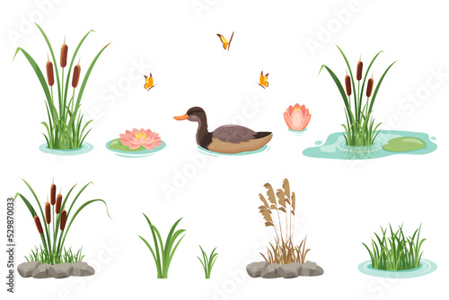 Reeds with grass and water lilies isolated on white background. Wild swimming duck. Lake cattail.