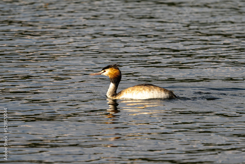 Great Crested Grebe, Podiceps cristatus with beautiful orange colors, a water bird with red eyes.