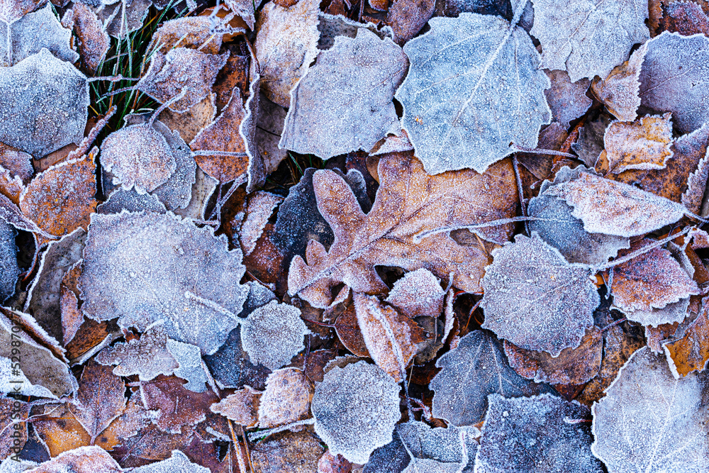 Rime crystals on a fallen leaves background pattern. Rime crystals on a fallen leaves background pattern.