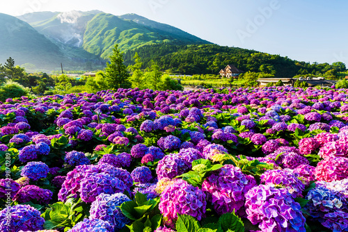 Purple hydrangea flowers bloom beautifully in Jhuzihu of Yangmingshan National Park, Taiwan.  photo