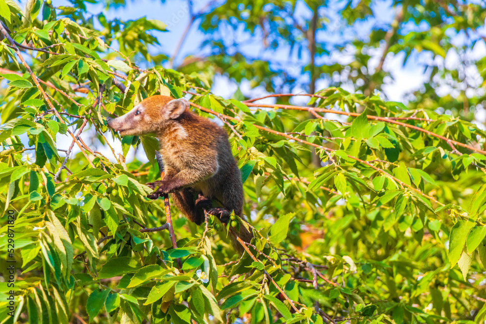 Obraz premium Coati climb trees branches and search fruits tropical jungle Mexico.