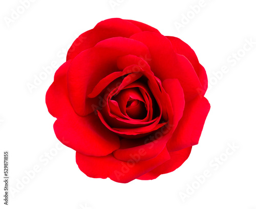 Rote Rose isoliert vor weissem Hintergrund