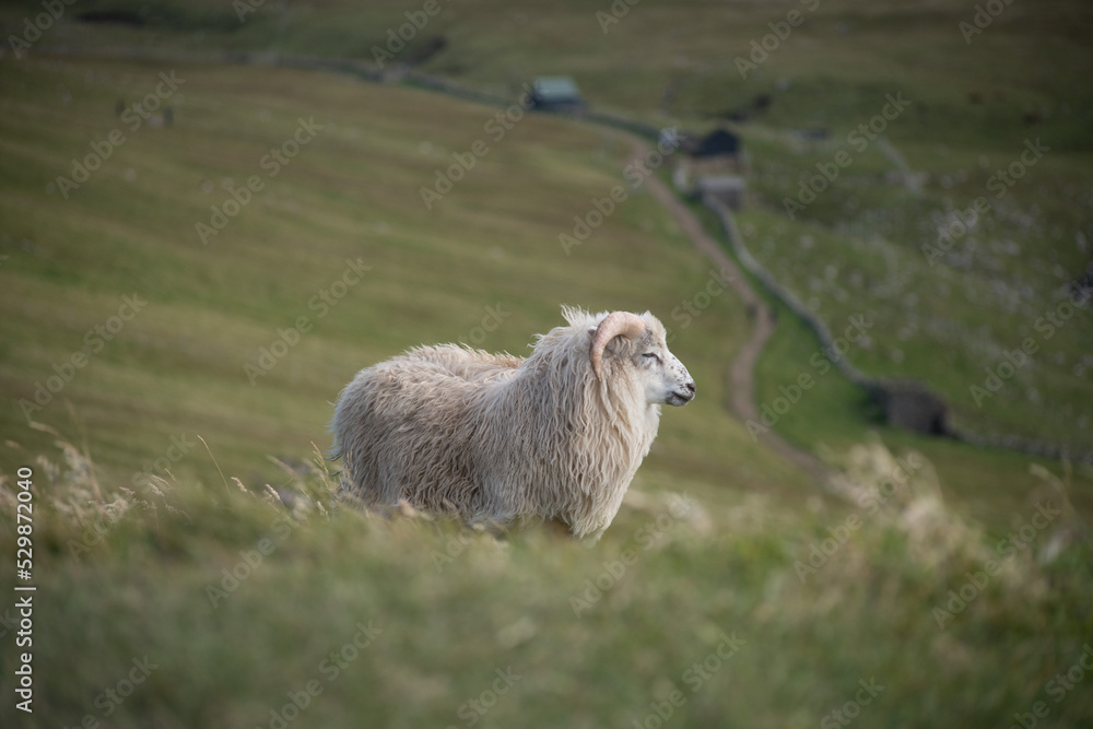 Fototapeta premium Pecora alle isole Faroe