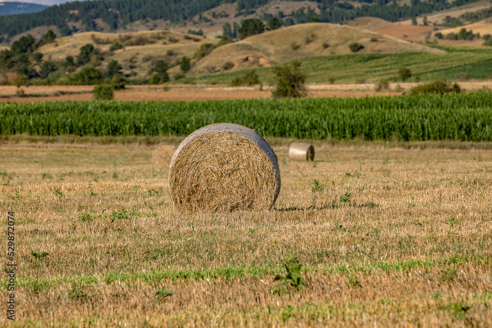 A rolled forage bale left on agricultural field. A rolled forage bale left on agricultural field.