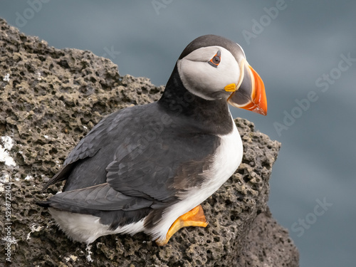 Fascinating view of Atlantic puffin colonies on the cliffs of Storhofdi, Vestmannaeyjar (Westman Islands) off the south coast of Iceland photo