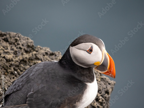 Fascinating view of Atlantic puffin colonies on the cliffs of Storhofdi, Vestmannaeyjar (Westman Islands) off the south coast of Iceland