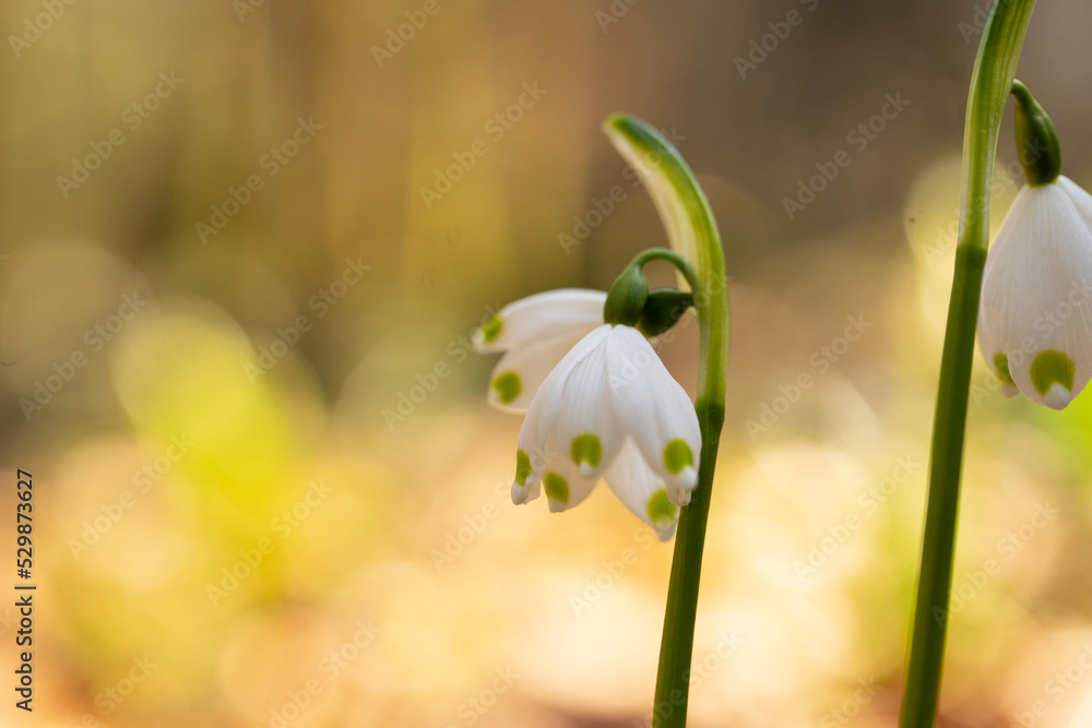 spring snowdrop flowers